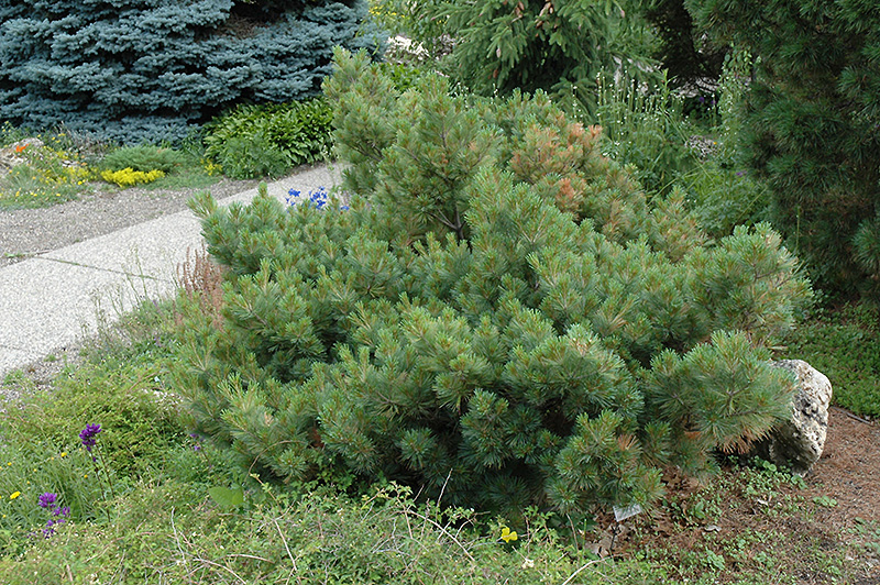 Macopin Eastern White Pine (Pinus strobus 'Macopin') at Bast Brothers Garden Center