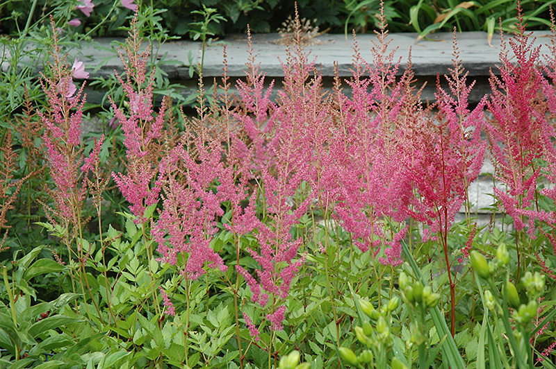 Visions in Pink Chinese Astilbe (Astilbe chinensis 'Visions in Pink') at Bast Brothers Garden Center