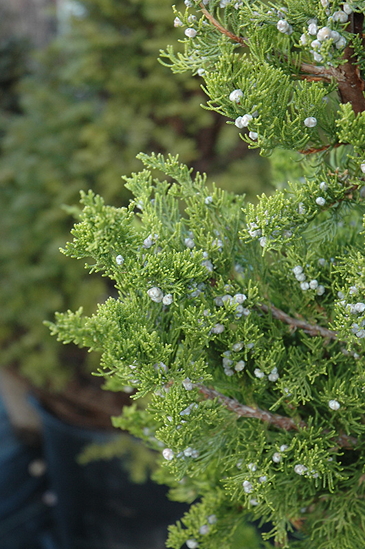 Hollywood Juniper (Juniperus chinensis 'Torulosa') at Bast Brothers Garden Center