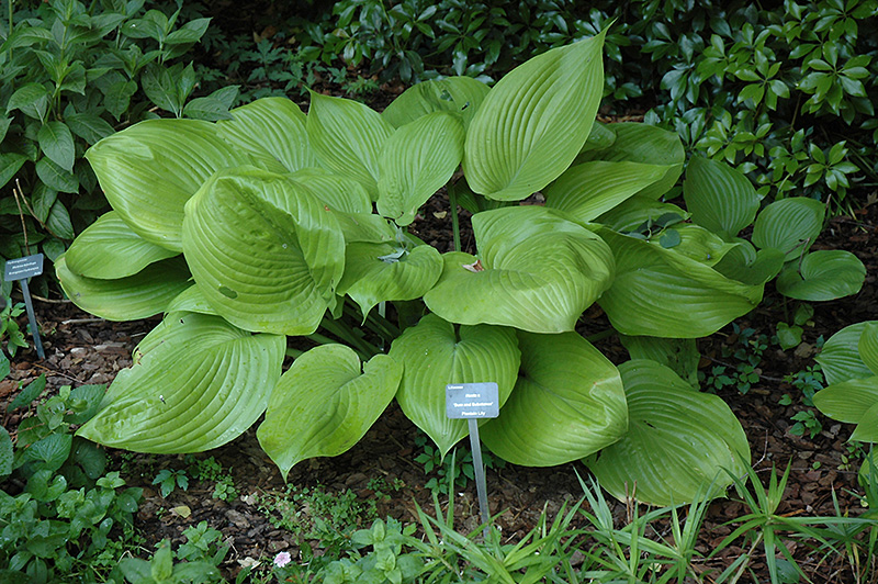 Sum and Substance Hosta (Hosta 'Sum and Substance') at Bast Brothers Garden Center