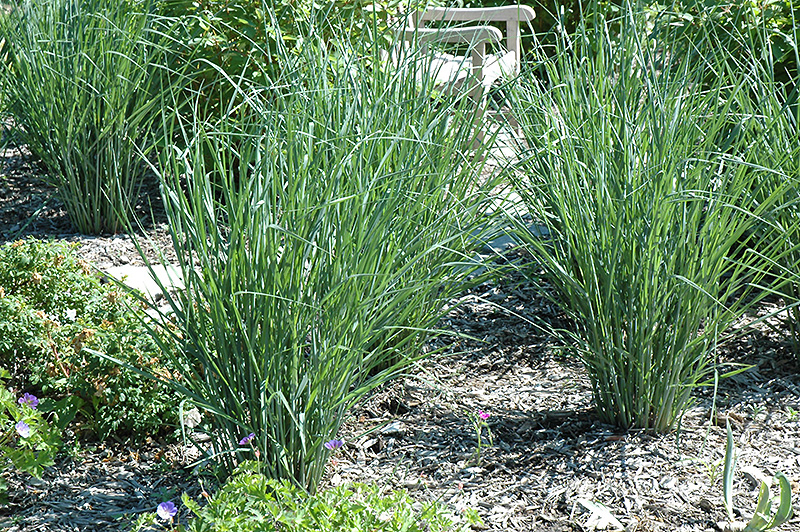 Cloud Nine Switch Grass (Panicum virgatum 'Cloud Nine') at Bast Brothers Garden Center