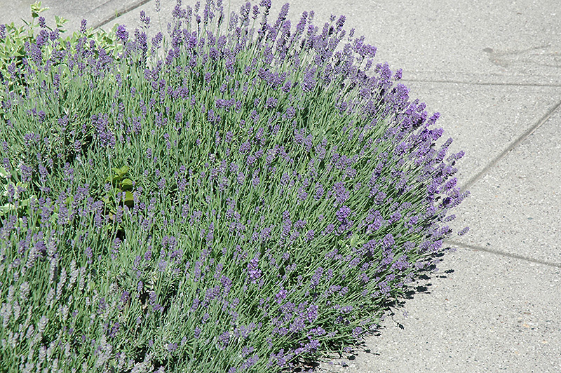Munstead Lavender (Lavandula angustifolia 'Munstead') at Bast Brothers Garden Center