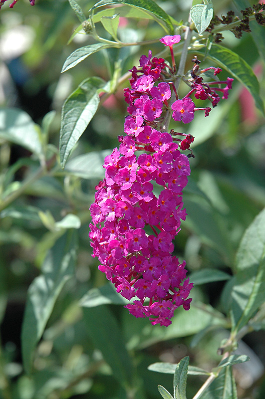 Royal Red Butterfly Bush (Buddleia davidii 'Royal Red') at Bast Brothers Garden Center