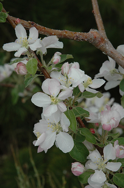 Pink Lady Apple (Malus 'Pink Lady') at Bast Brothers Garden Center