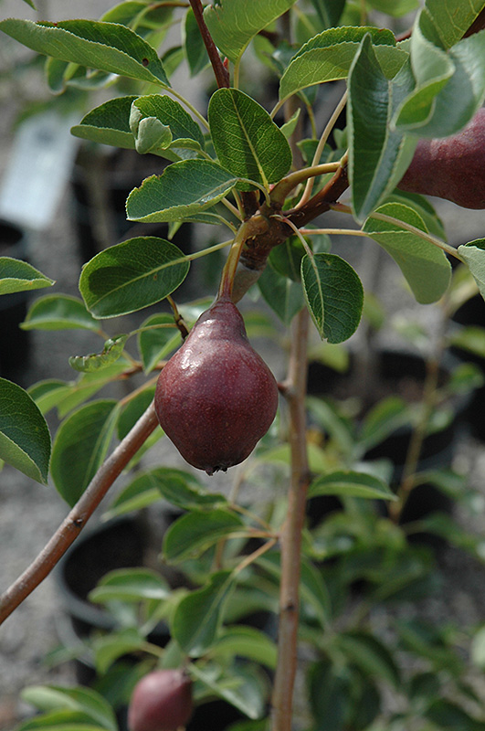 Max Red Bartlett Pear (Pyrus communis 'Max Red Bartlett') at Bast Brothers Garden Center