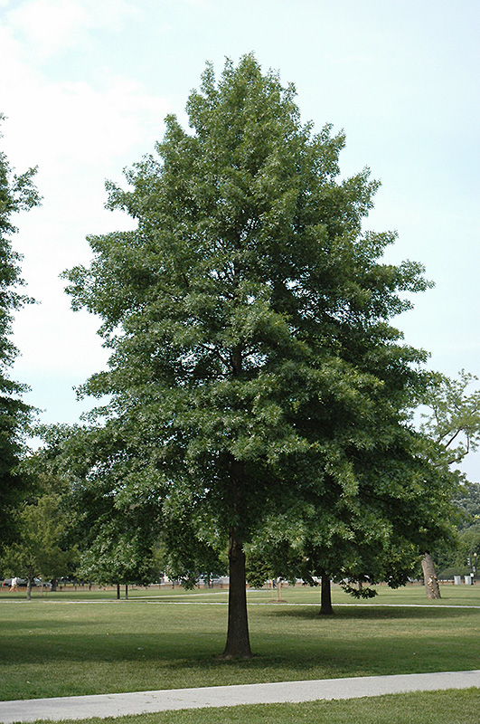 Pin Oak (Quercus palustris) at Bast Brothers Garden Center