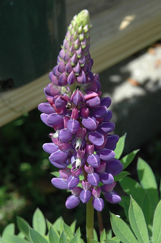 Gallery Blue Lupine (Lupinus 'Gallery Blue') at Bast Brothers Garden Center