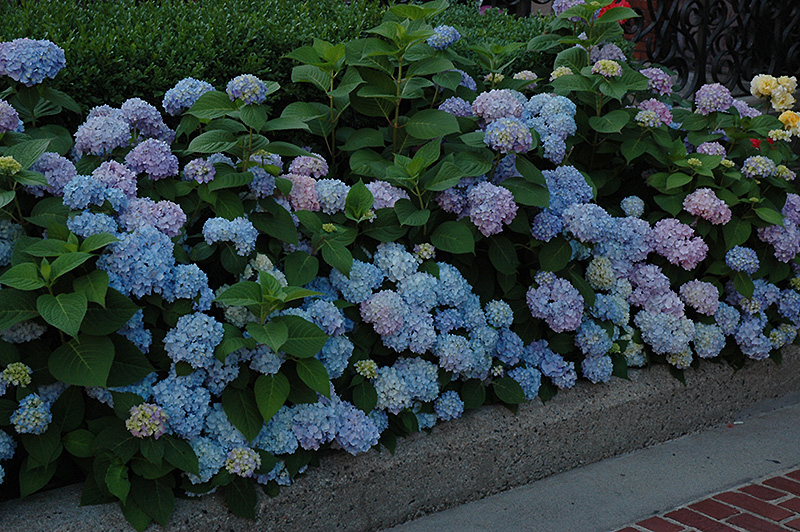 Nikko Blue Hydrangea (Hydrangea macrophylla 'Nikko Blue') at Bast Brothers Garden Center