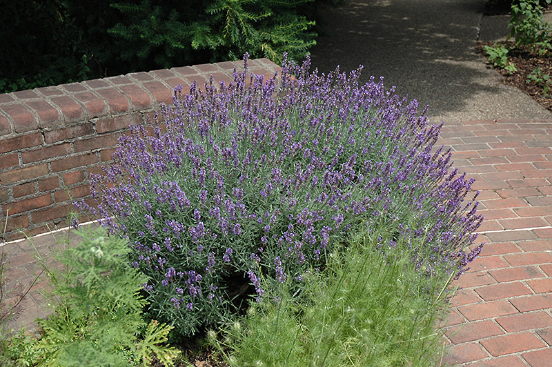 English Lavender (Lavandula angustifolia) at Bast Brothers Garden Center