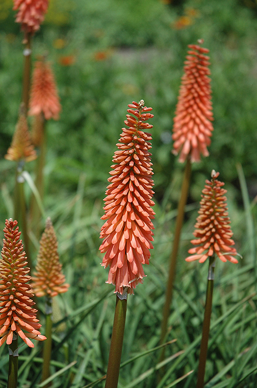 Red Rocket Torchlily (Kniphofia 'Red Rocket') at Bast Brothers Garden Center