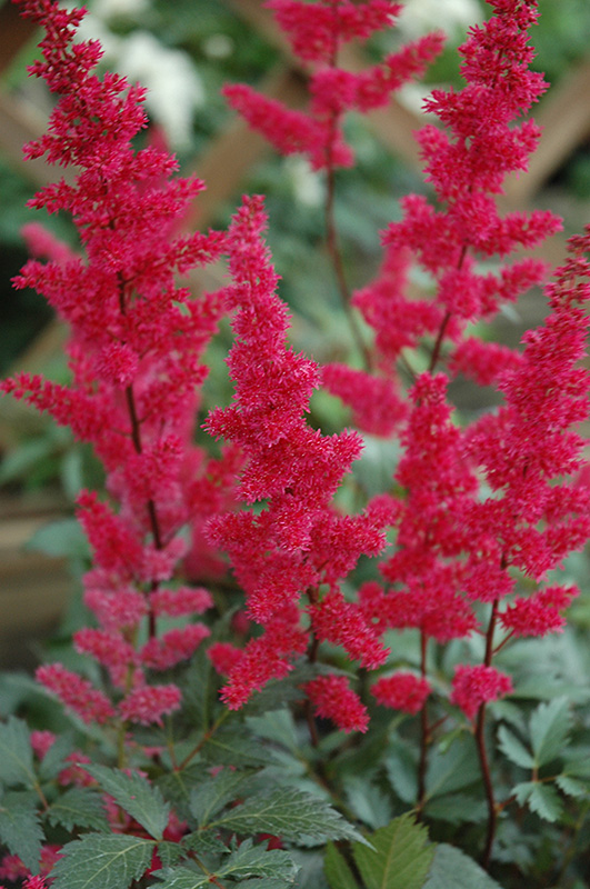 Fanal Astilbe (Astilbe x arendsii 'Fanal') at Bast Brothers Garden Center