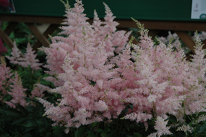 Younique Silvery Pink Astilbe (Astilbe 'Verssilverypink') at Bast Brothers Garden Center