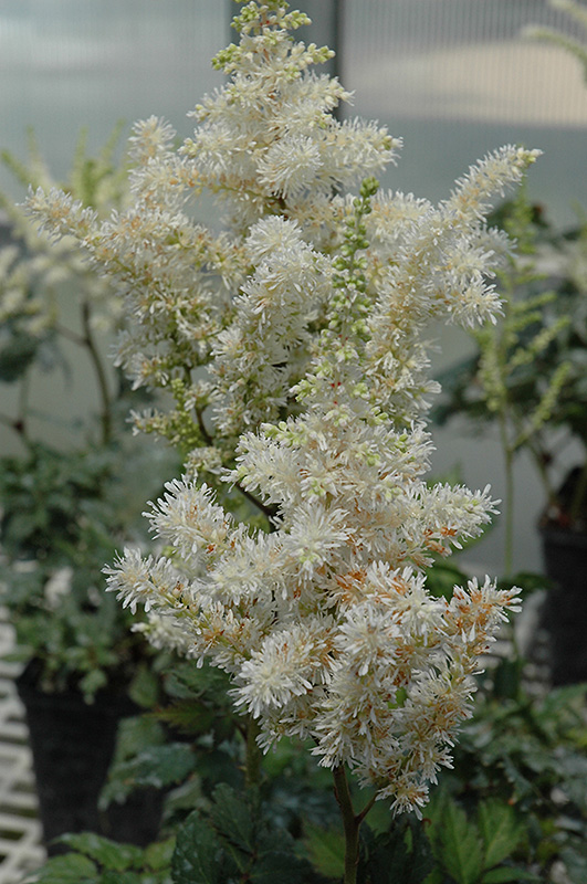 Visions In White Astilbe (Astilbe 'Visions In White') at Bast Brothers Garden Center