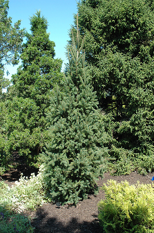 Columnar Norway Spruce (Picea abies 'Cupressina') at Bast Brothers Garden Center