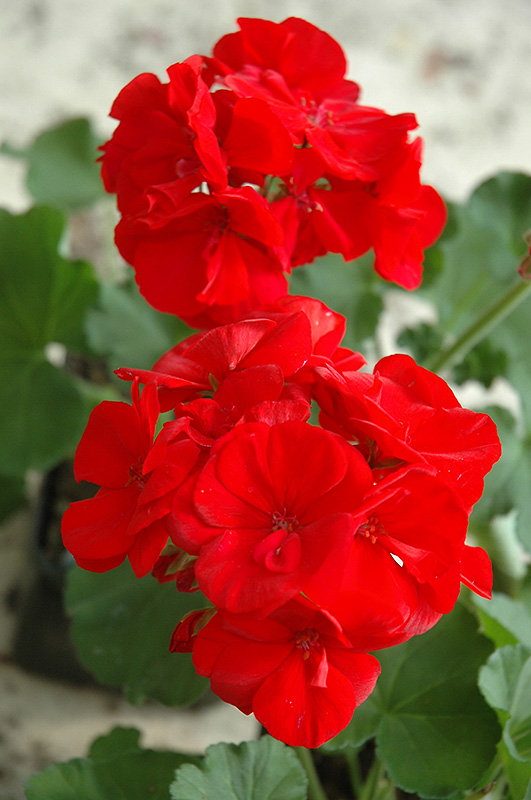 Maestro Bright Red Geranium (Pelargonium 'Maestro Bright Red') at Bast Brothers Garden Center