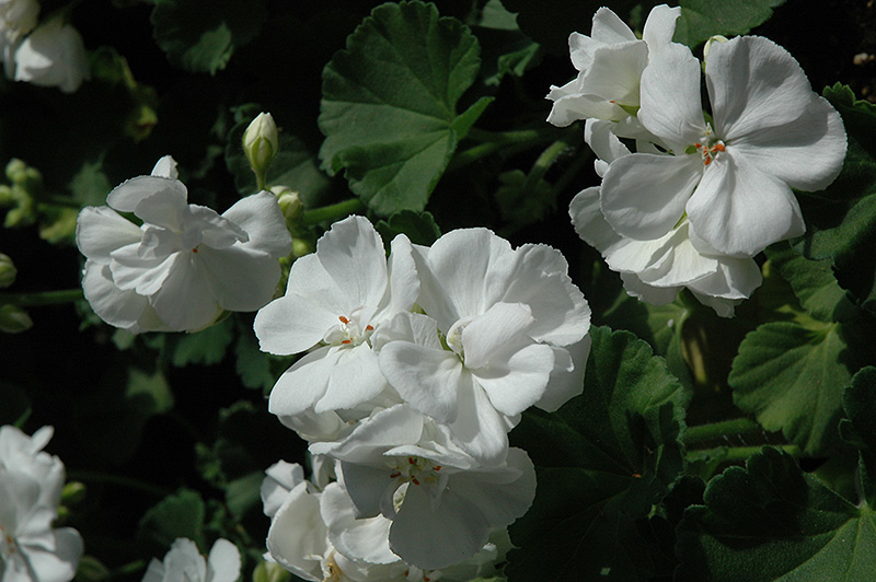 Maestro White Geranium (Pelargonium 'Maestro White') at Bast Brothers Garden Center