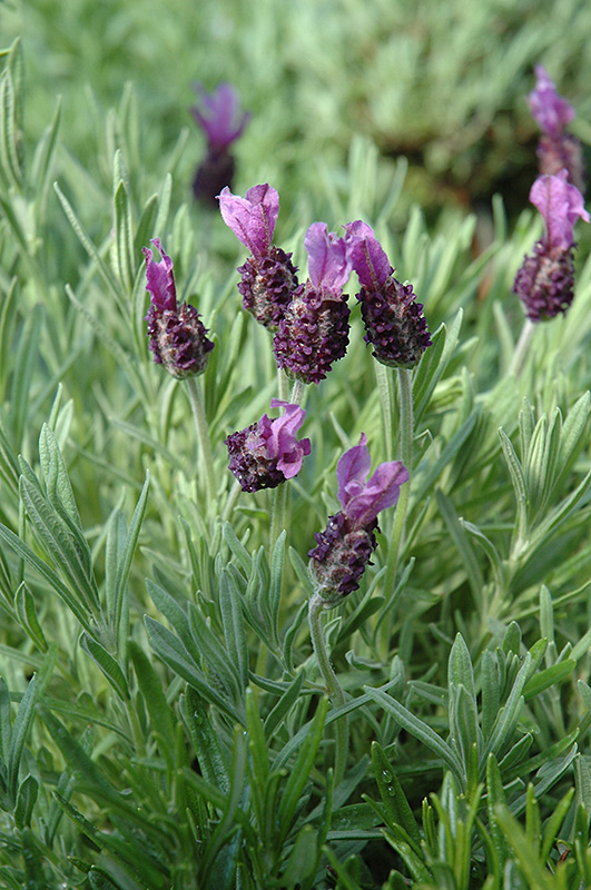Anouk Spanish Lavender (Lavandula stoechas 'Anouk') at Bast Brothers Garden Center