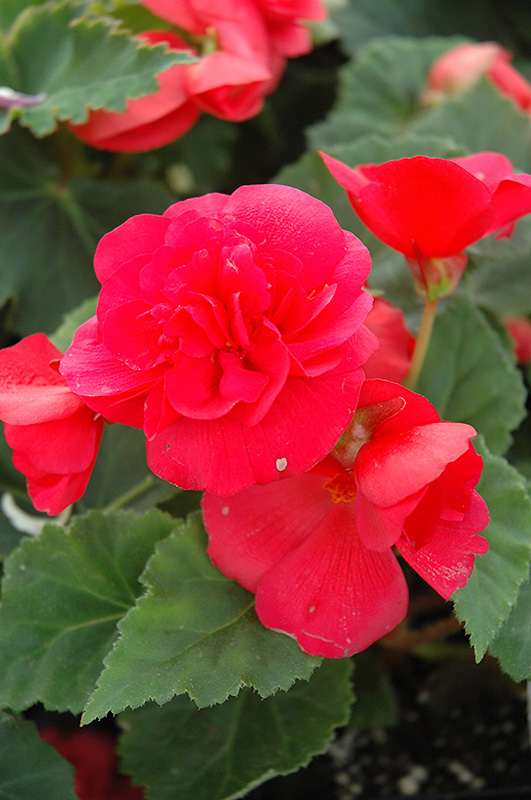 Nonstop Rose Pink Begonia (Begonia 'Nonstop Rose Pink') at Bast Brothers Garden Center
