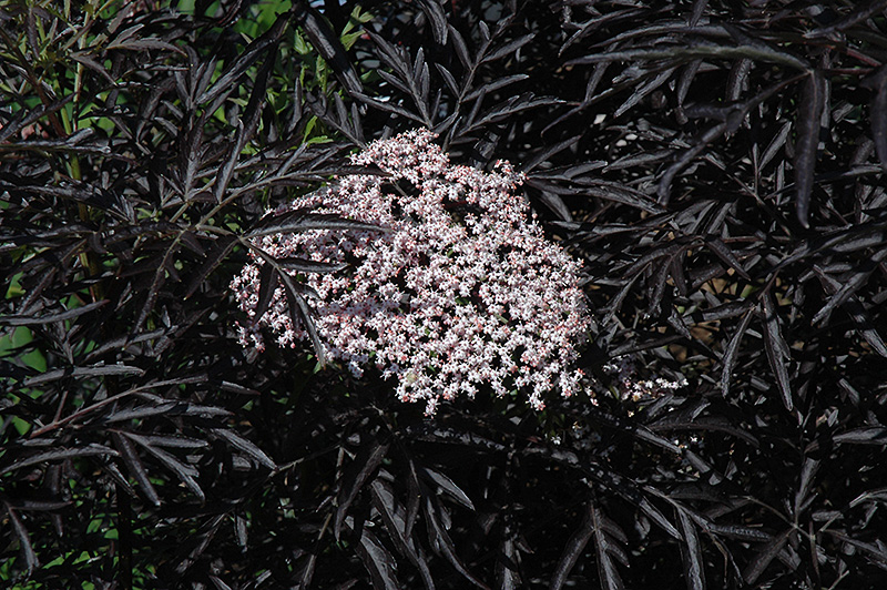 Black Lace Elder (Sambucus nigra 'Eva') at Bast Brothers Garden Center