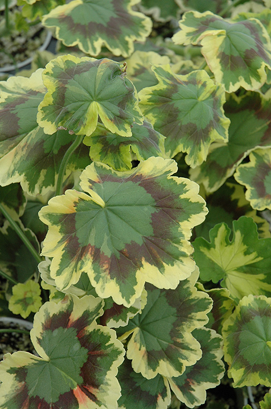 Tricolor Geranium (Pelargonium 'Tricolor') at Bast Brothers Garden Center