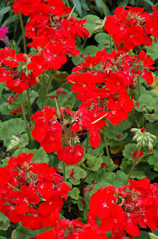 Pinto Premium Deep Red Geranium (Pelargonium 'Pinto Premium Deep Red') at Bast Brothers Garden Center