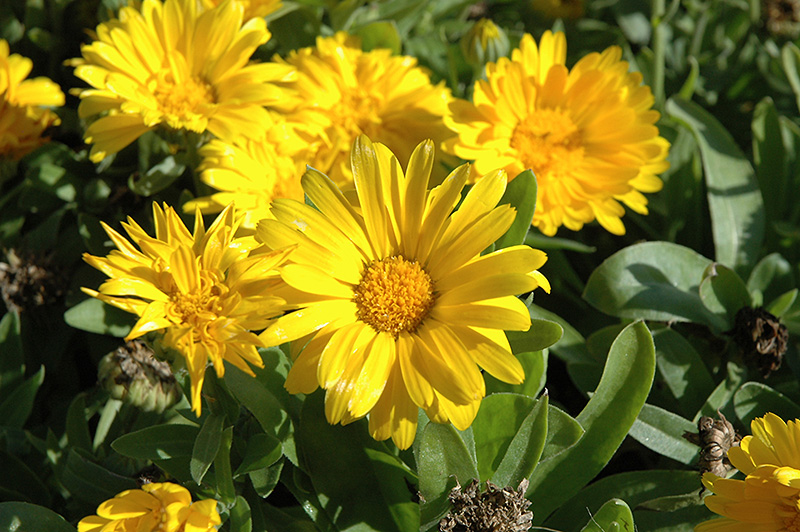 Bon Bon Yellow Pot Marigold (Calendula officinalis 'Bon Bon Yellow') at Bast Brothers Garden Center