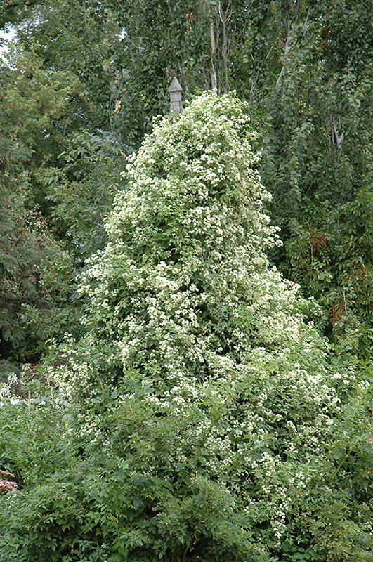 Sweet Autumn Clematis (Clematis terniflora) at Bast Brothers Garden Center