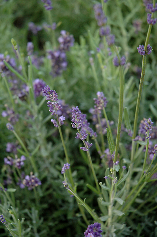 Scent Early Blue Lavender (Lavandula angustifolia 'Syngablusc') at Bast Brothers Garden Center
