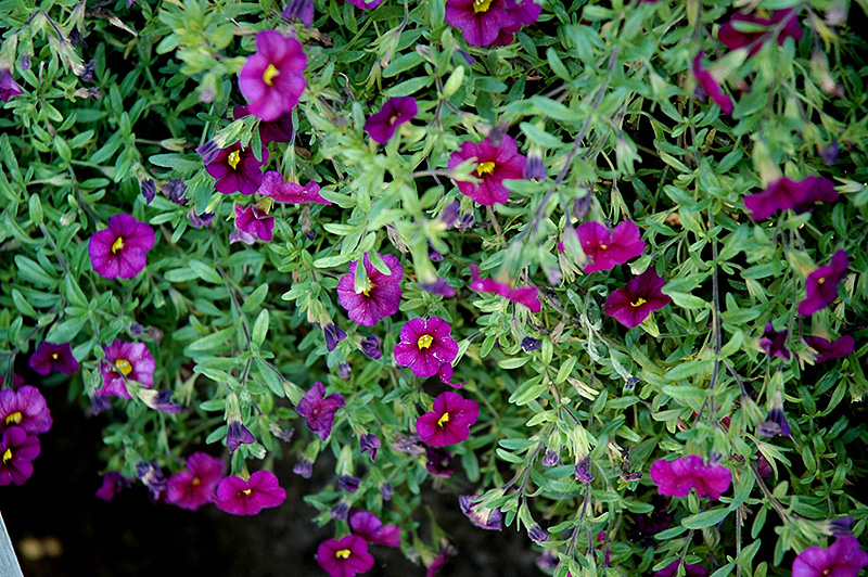 Noa Black Purple Calibrachoa (Calibrachoa 'Noa Black Purple') at Bast Brothers Garden Center