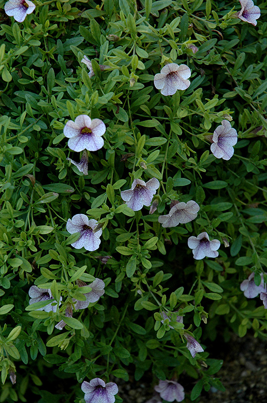 Superbells Trailing Lilac Mist Calibrachoa (Calibrachoa 'Superbells Trailing Lilac Mist') at Bast Brothers Garden Center