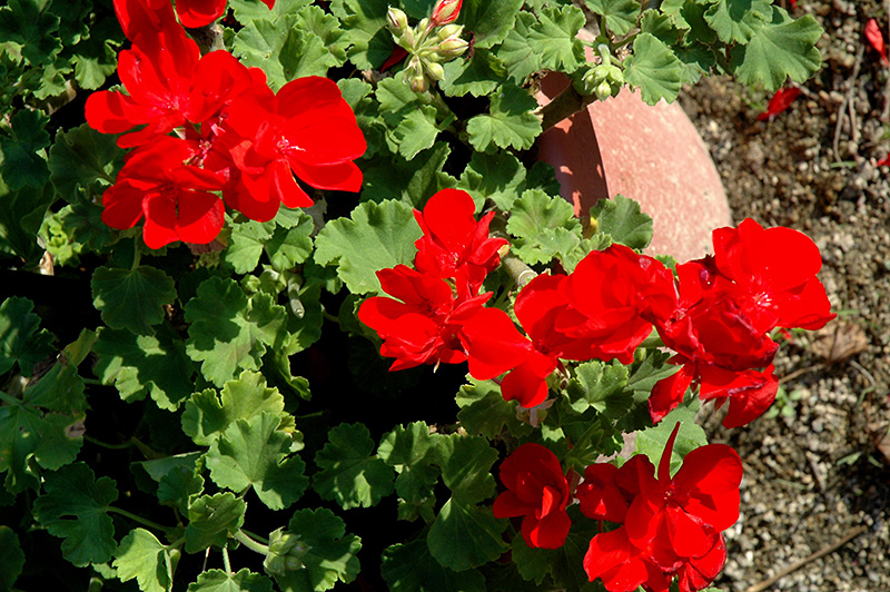 Summer Idols True Red Geranium (Pelargonium 'Summer Idols True Red') at Bast Brothers Garden Center