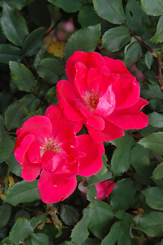 Red Knock Out Rose (Rosa 'Red Knock Out') at Bast Brothers Garden Center