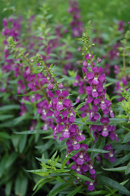 Serenita Purple Angelonia (Angelonia angustifolia 'PAS803822') at Bast Brothers Garden Center
