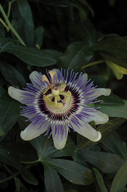 Incense Passion Flower (Passiflora 'Incense') at Bast Brothers Garden Center