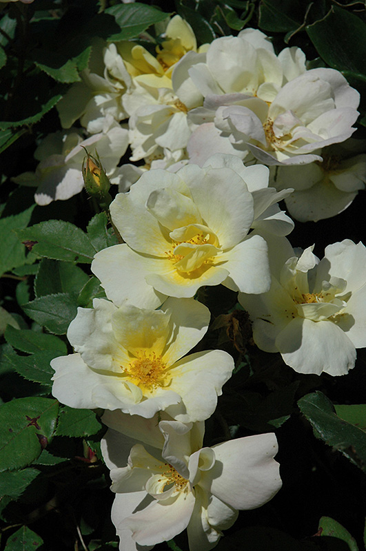 Sunny Knock Out Rose (Rosa 'Radsunny') at Bast Brothers Garden Center