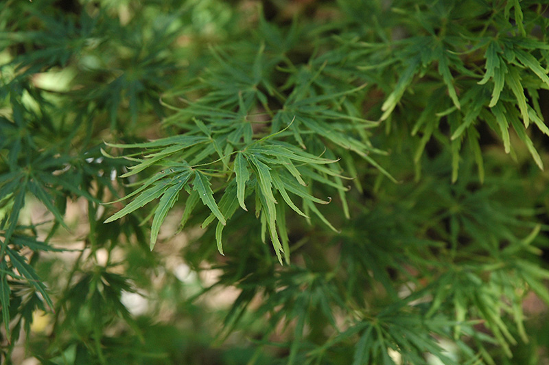 Green Mist Japanese Maple (Acer palmatum 'Green Mist') at Bast Brothers Garden Center