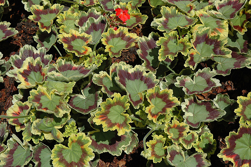 Tricolor Geranium (Pelargonium 'Tricolor') at Bast Brothers Garden Center