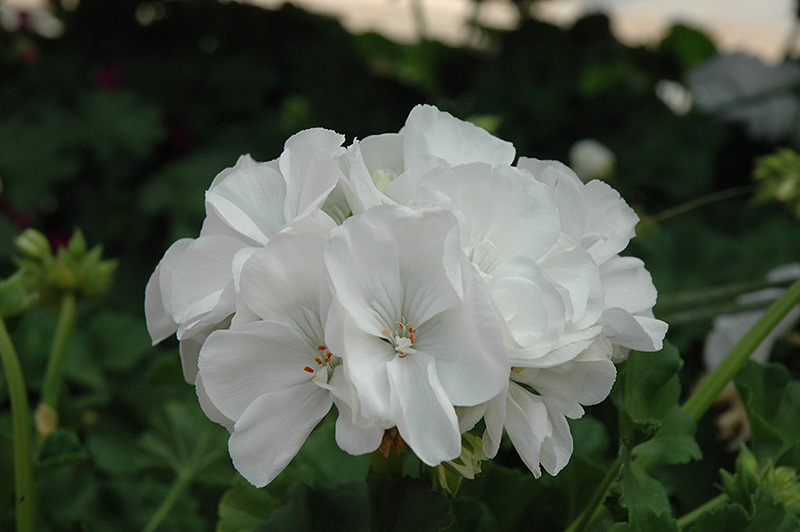 Classic White Geranium (Pelargonium 'Classic White') at Bast Brothers Garden Center
