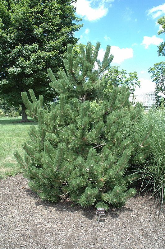Oregon Green Austrian Pine (Pinus nigra 'Oregon Green') at Bast Brothers Garden Center