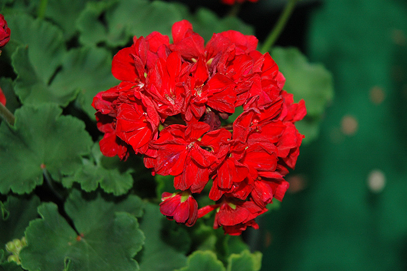 Candy Red Hots Geranium (Pelargonium 'Candy Red Hots') at Bast Brothers Garden Center