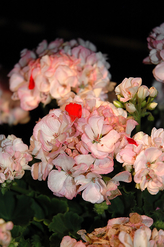 Classic Pink Blush Geranium (Pelargonium 'Classic Pink Blush') at Bast Brothers Garden Center
