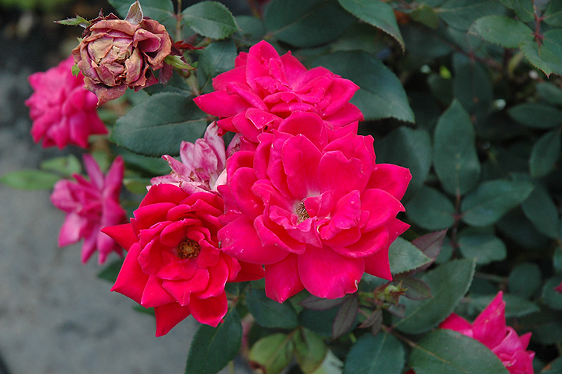 Knock Out Double Red Rose (Rosa 'Radtko') at Bast Brothers Garden Center