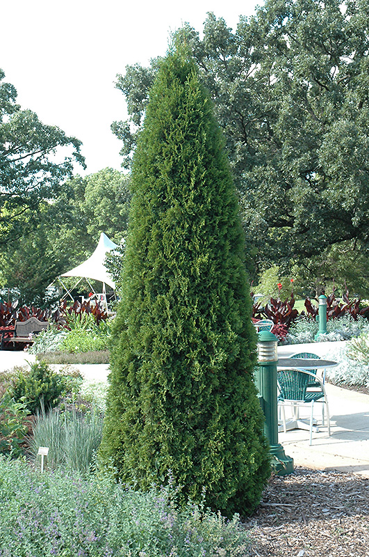 Emerald Green Arborvitae (Thuja occidentalis 'Smaragd') at Bast Brothers Garden Center