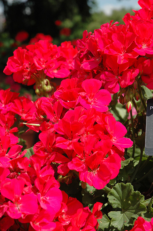 Allure Rose Geranium (Pelargonium 'Allure Rose') at Bast Brothers Garden Center