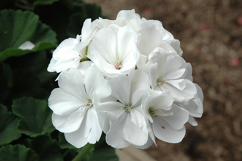 Tango White Geranium (Pelargonium 'Tango White') at Bast Brothers Garden Center