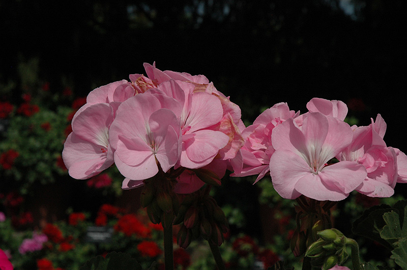 Fantasia Pink Shell Geranium (Pelargonium 'Fantasia Pink Shell') at Bast Brothers Garden Center