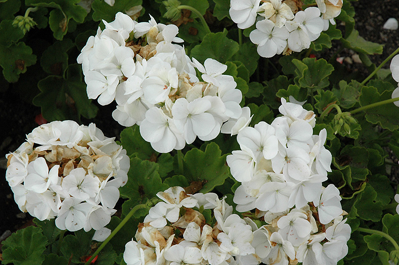 Pinto Premium White Geranium (Pelargonium 'Pinto Premium White') at Bast Brothers Garden Center