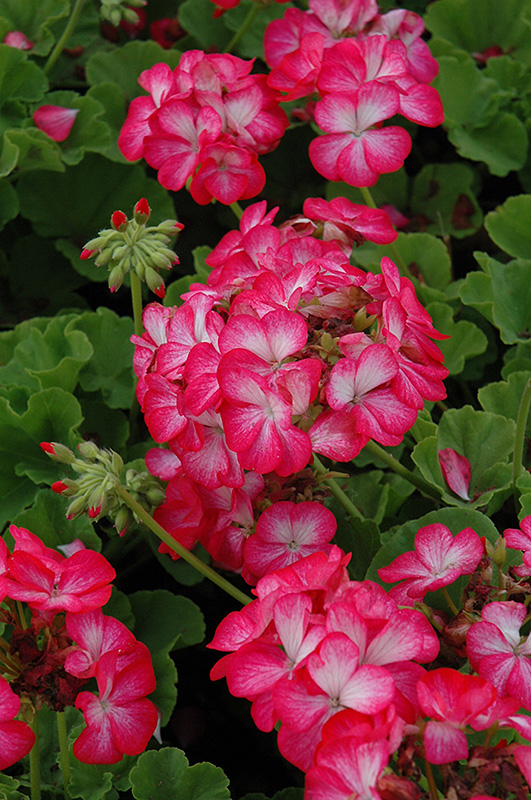 Pinto Premium Rose Bicolor Geranium (Pelargonium 'Pinto Premium Rose Bicolor') at Bast Brothers Garden Center