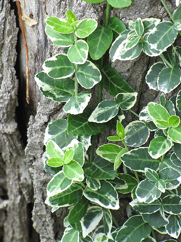 Emerald Gaiety Wintercreeper (Euonymus fortunei 'Emerald Gaiety') at Bast Brothers Garden Center