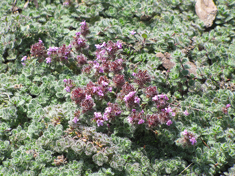 Wooly Thyme (Thymus pseudolanuginosis) at Bast Brothers Garden Center